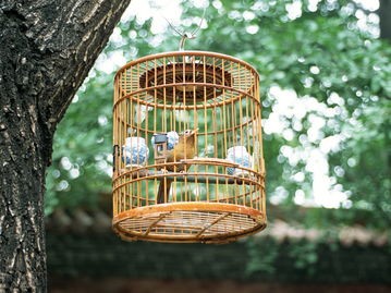 鸟笼子(30块做的大型鹦鹉鸟笼!简直是养鸟的梦中情笼呀)