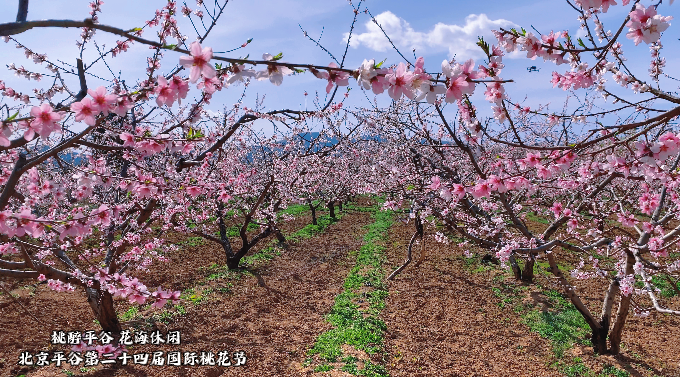 2022平谷桃花节是几月几日？桃花海风景区简介-易百科