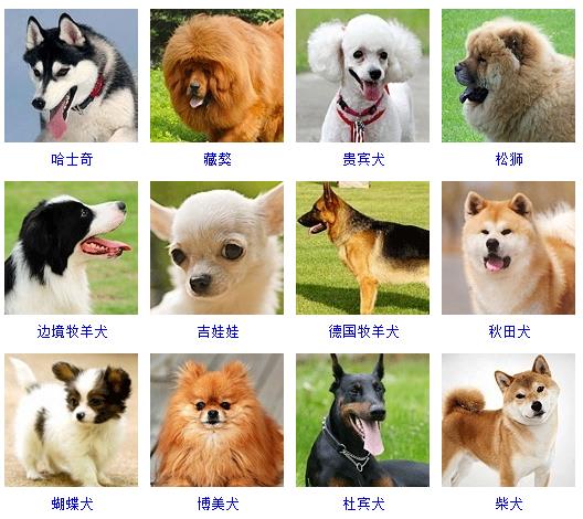 178个宠物狗品种大全及图片(十大适合家养的狗)-易百科