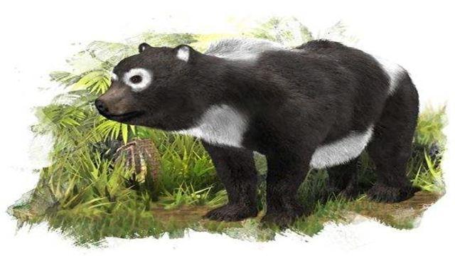 始熊猫是怎么来的(始熊猫的起源和演化)-易百科