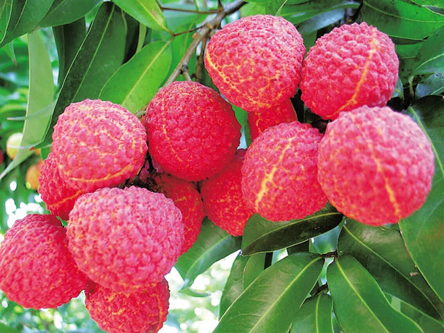 荔枝是几月份的水果(每个月份的应季水果表,建议收藏)-易百科